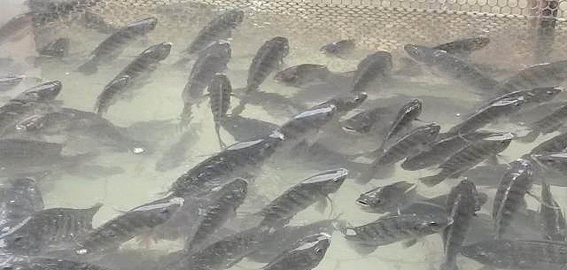 CNA e UFMG evitam desativação do Aquacen