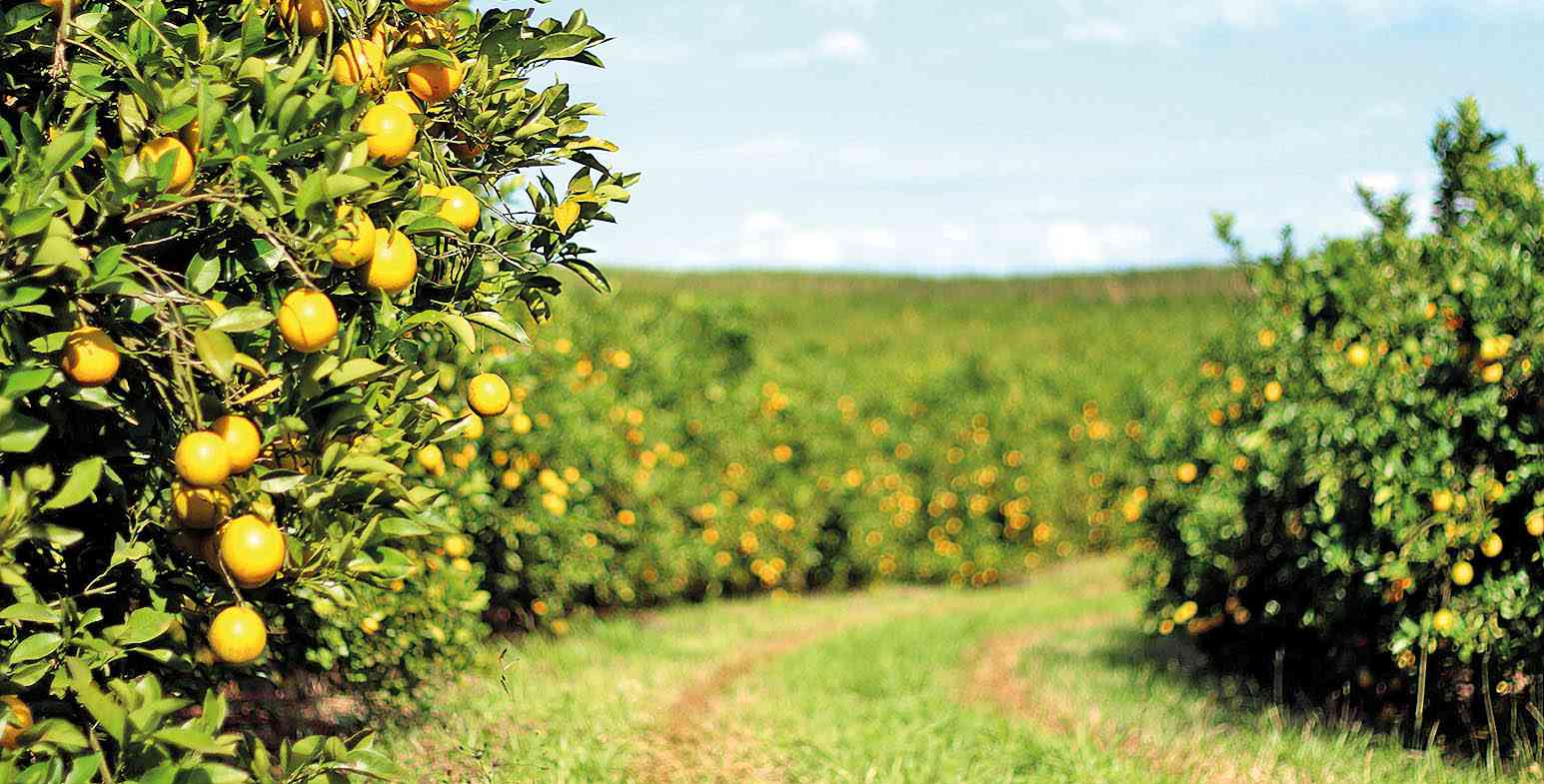 Produção nacional deve cair 27,5%