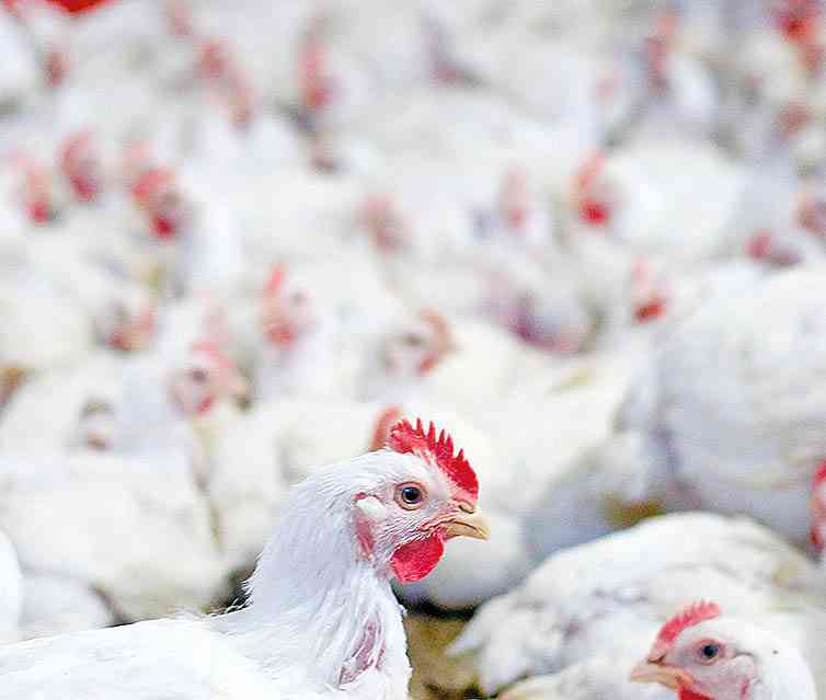 China impulsiona exportações brasileiras  de frango