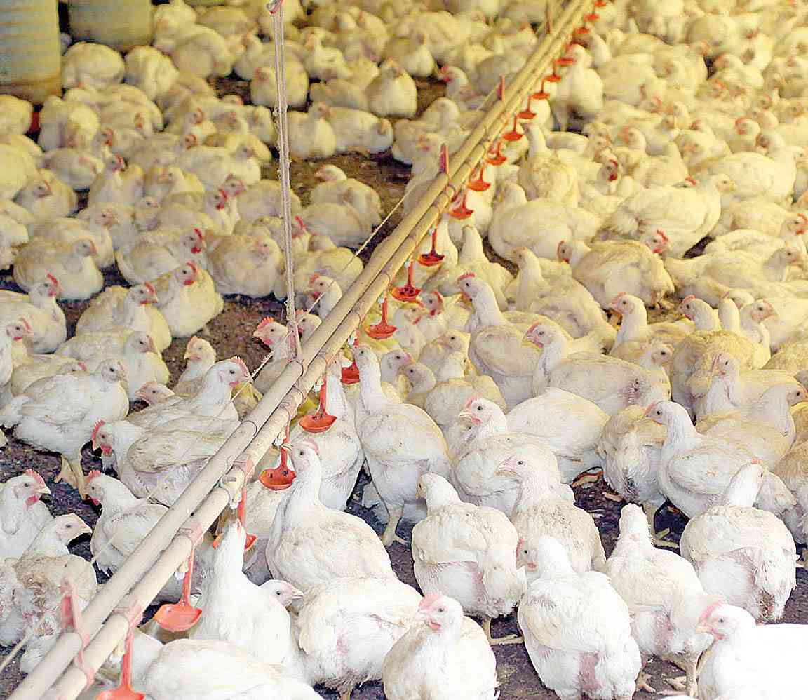 BRF vai recolher 464,3 toneladas por possível contágio por salmonella