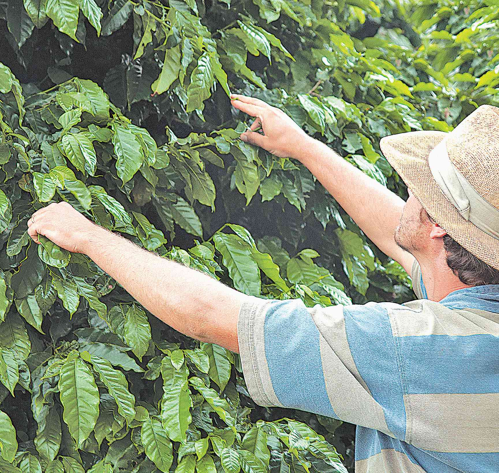 Emater-MG e Sicredi fecham parceria técnica e financeira voltada para produtores