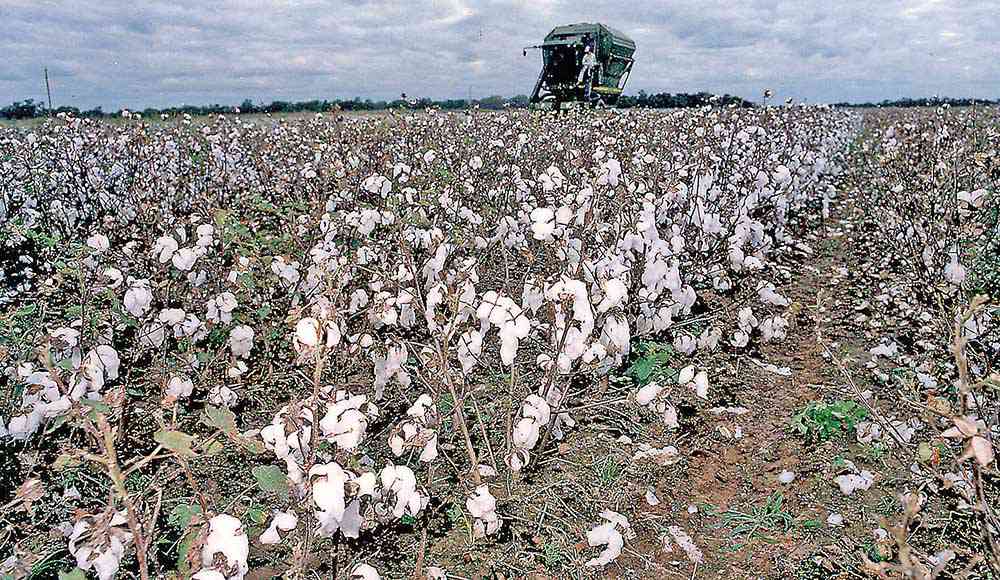 Área de algodão cultivada em Minas foi ampliada, passando de 25,23 mil hectares para 42,8 mil hectares - Créditos: Divulgação