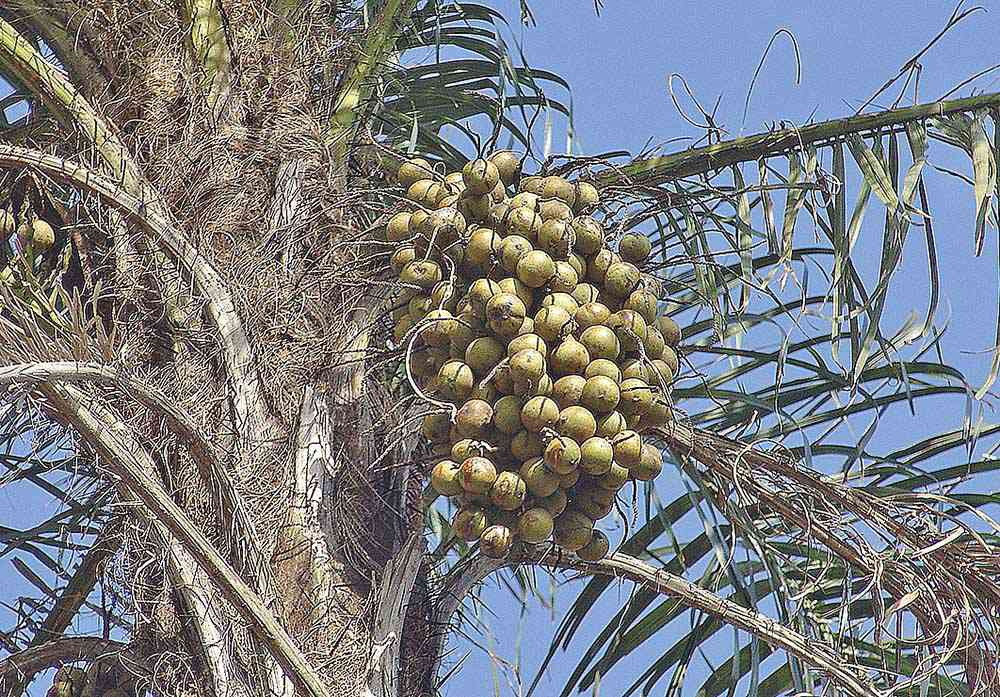 Macaúba pode revolucionar produção de combustível sustentável de aviação