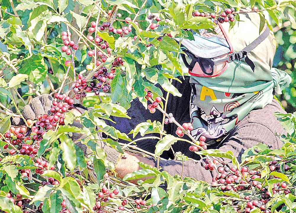 Desembolsos do crédito rural têm aumento de 5% em MG