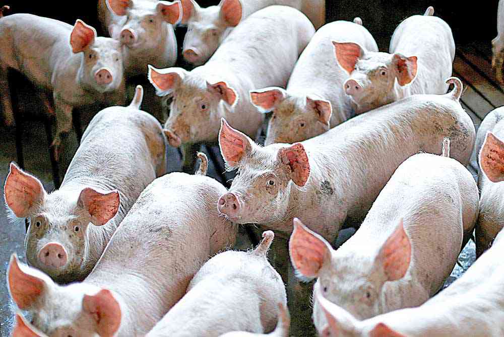 Vietnã promete vacina contra peste em breve