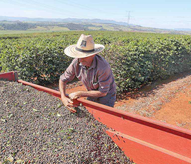 Cultura do café representou a segunda com maior demanda por crédito de custeio no Estado - 
Crédito:Amanda Perobelli / Reuters