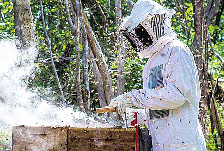 Seminário de apicultura fomenta produção no Estado