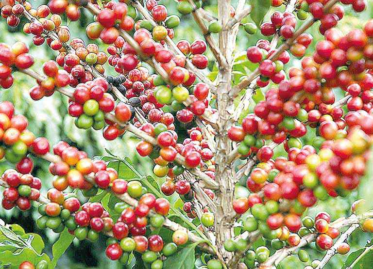 Consumo global de café cresce 2,1% em um ano
