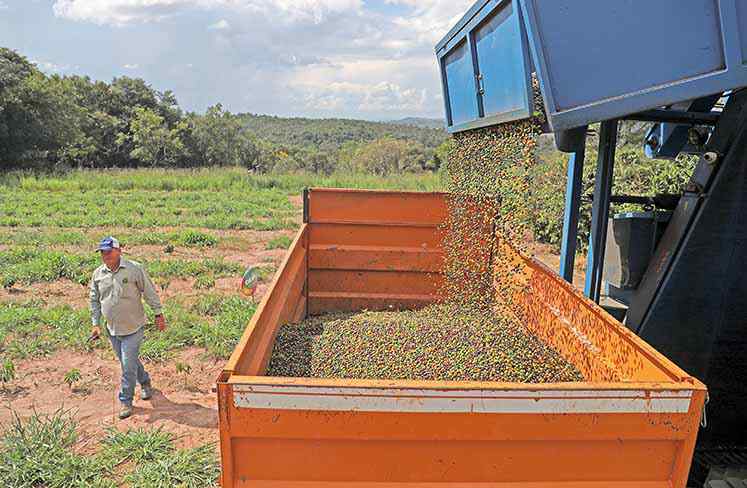 Embarques de milho, café e açúcar crescem