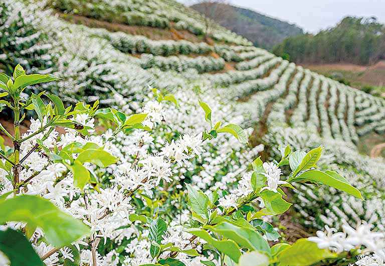 Preços do café em Minas ficam abaixo do custo de produção