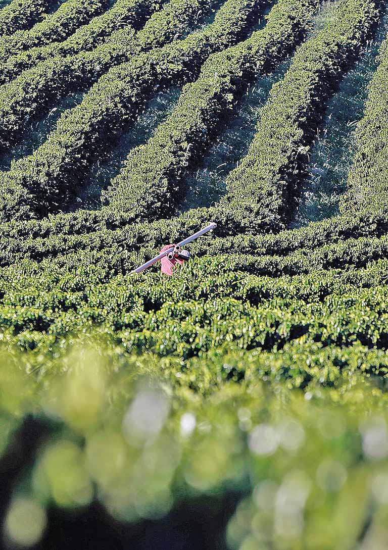 A bienalidade diminuiu a produtividade do café | Crédito: Paulo Whitaker/Reuters

Usada em 30-07-19