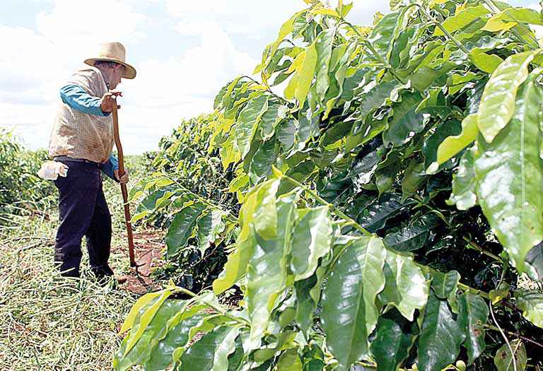 Liberação de crédito rural sobe 10% em MG