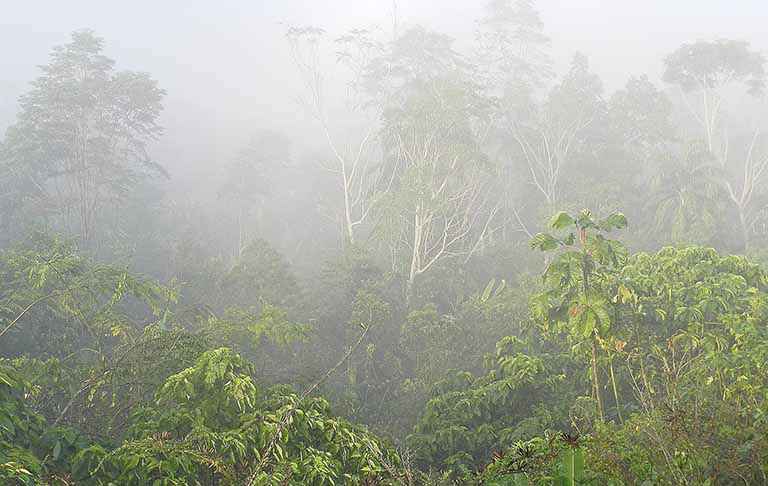 Entidades ligadas ao agronegócio se unem a ONGs para pedir ação na Amazônia