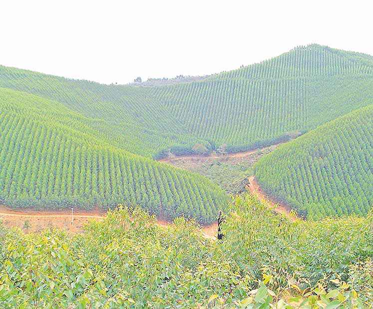 Produção florestal atinge R$ 20,6 bilhões