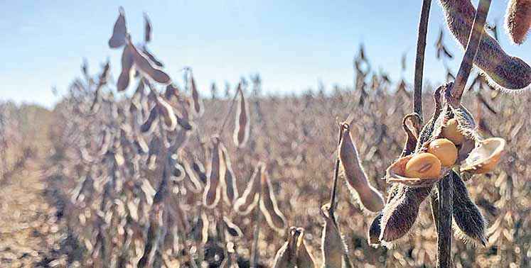 Área plantada de soja deverá aumentar apenas 1,1% no Brasil