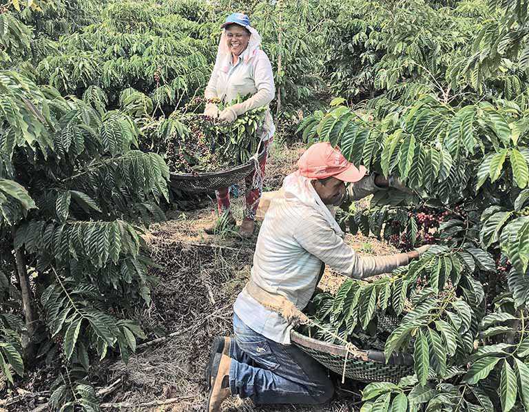 Prazo de custeio da nova linha para cafeicultores é de até 5 anos | Crédito: José Roberto Gomes/Reuters