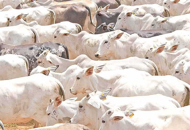 Governo suspende vacinação de febre aftosa no Paraná