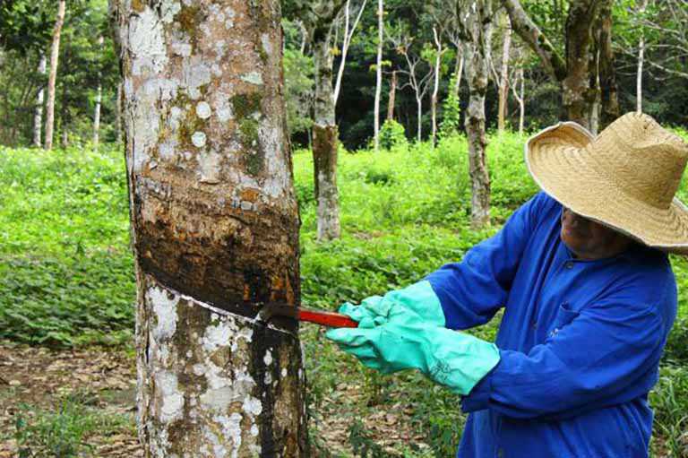 Evento em BH discute soluções para setor de borracha natural