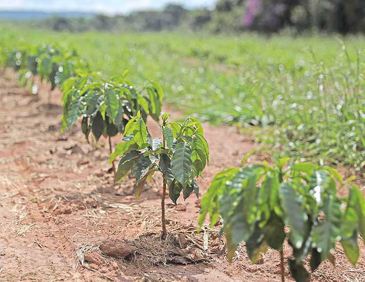 Exportação de café sobe 2,6%
