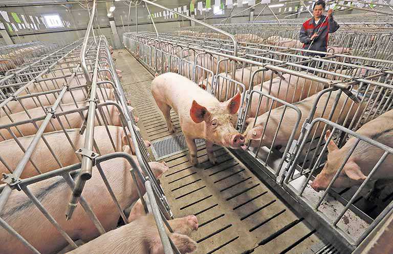 Pecuária leva PIB de MG do agronegócio a subir 1,53%