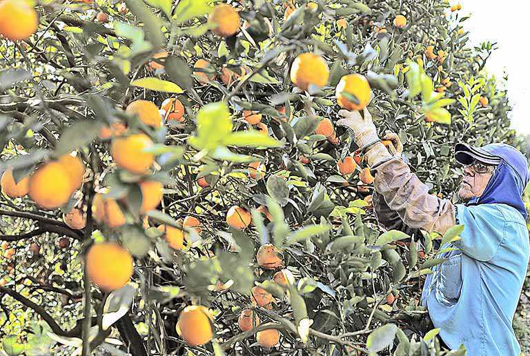 Exportação de suco de laranja brasileiro sobe 33% no 1º tri