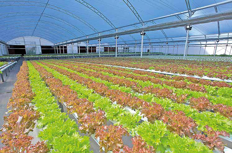 BeGreen oferece delivery de hortaliças na Capital