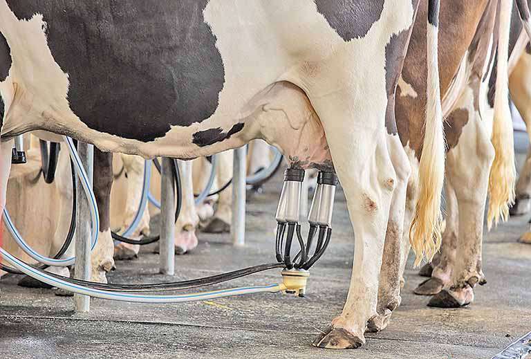 Ideas for Milk impulsiona inovação no agronegócio
