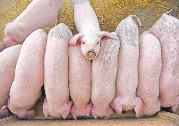 Preços das carnes bovina e suína têm disparada em Minas