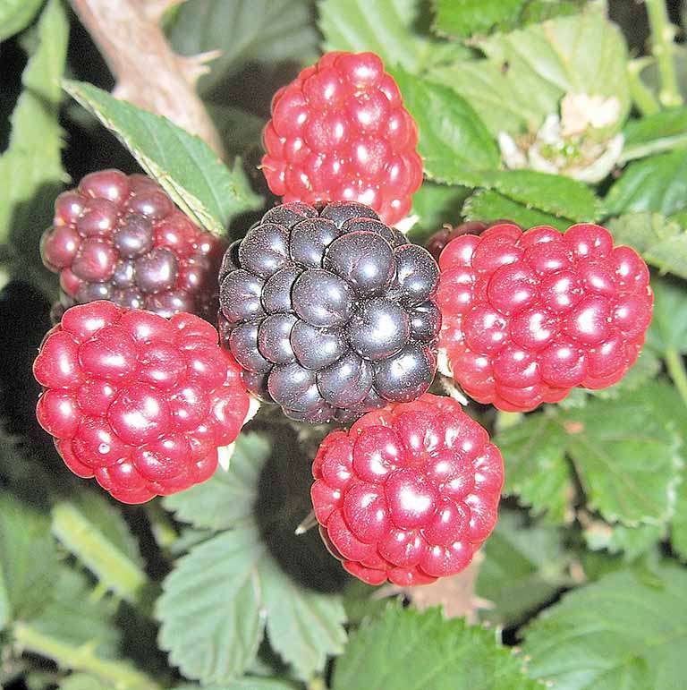 Berries ganham espaço na agricultura mineira