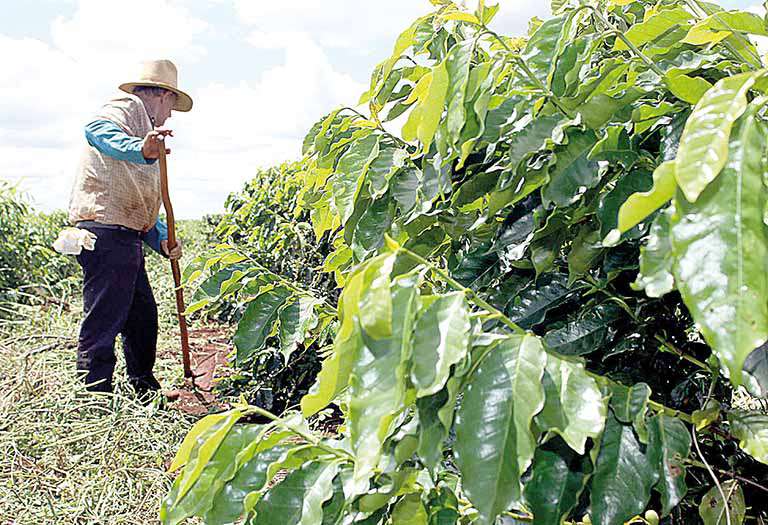 Refis rural: prazo para pedir desconto em dívida termina no dia 30