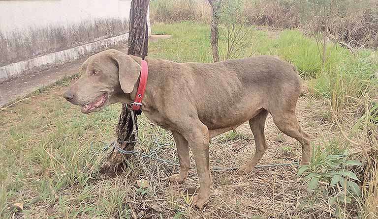 Animais são abandonados no Parque do Rola-Moça