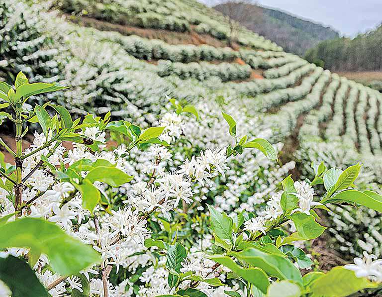 Ao todo, mais de 900 produtores devem ser beneficiados com ação -  Crédito: acervo Faemg