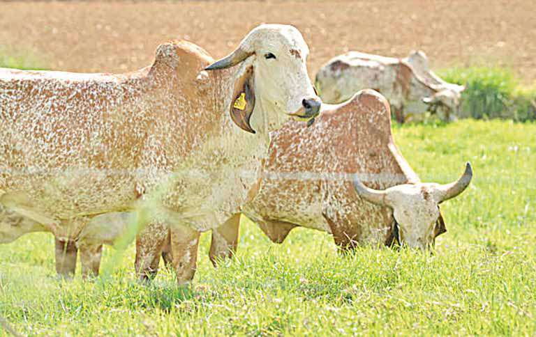 Índia avalia comprar material genético melhorado de raças zebuínas do Brasil