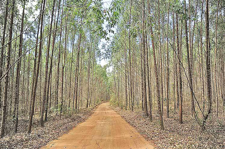 Capital Natural: estratégia empresarial para a perenidade