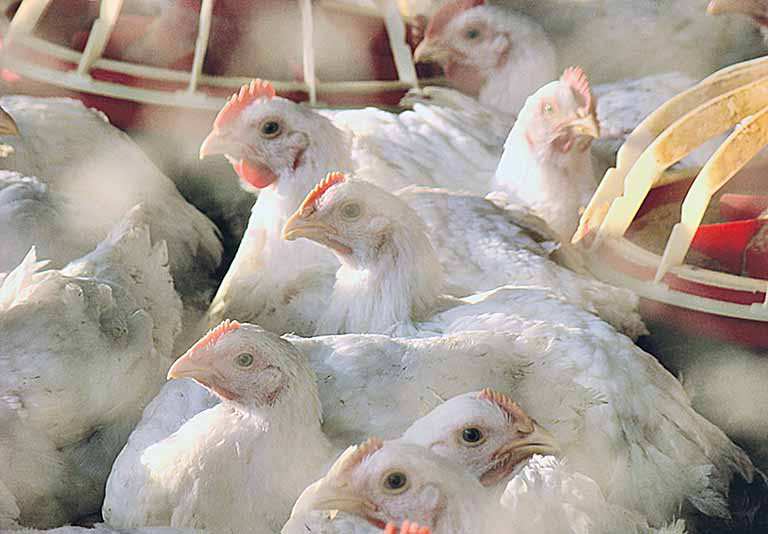 Avicultura mineira recupera preços mas tem pressão de custo