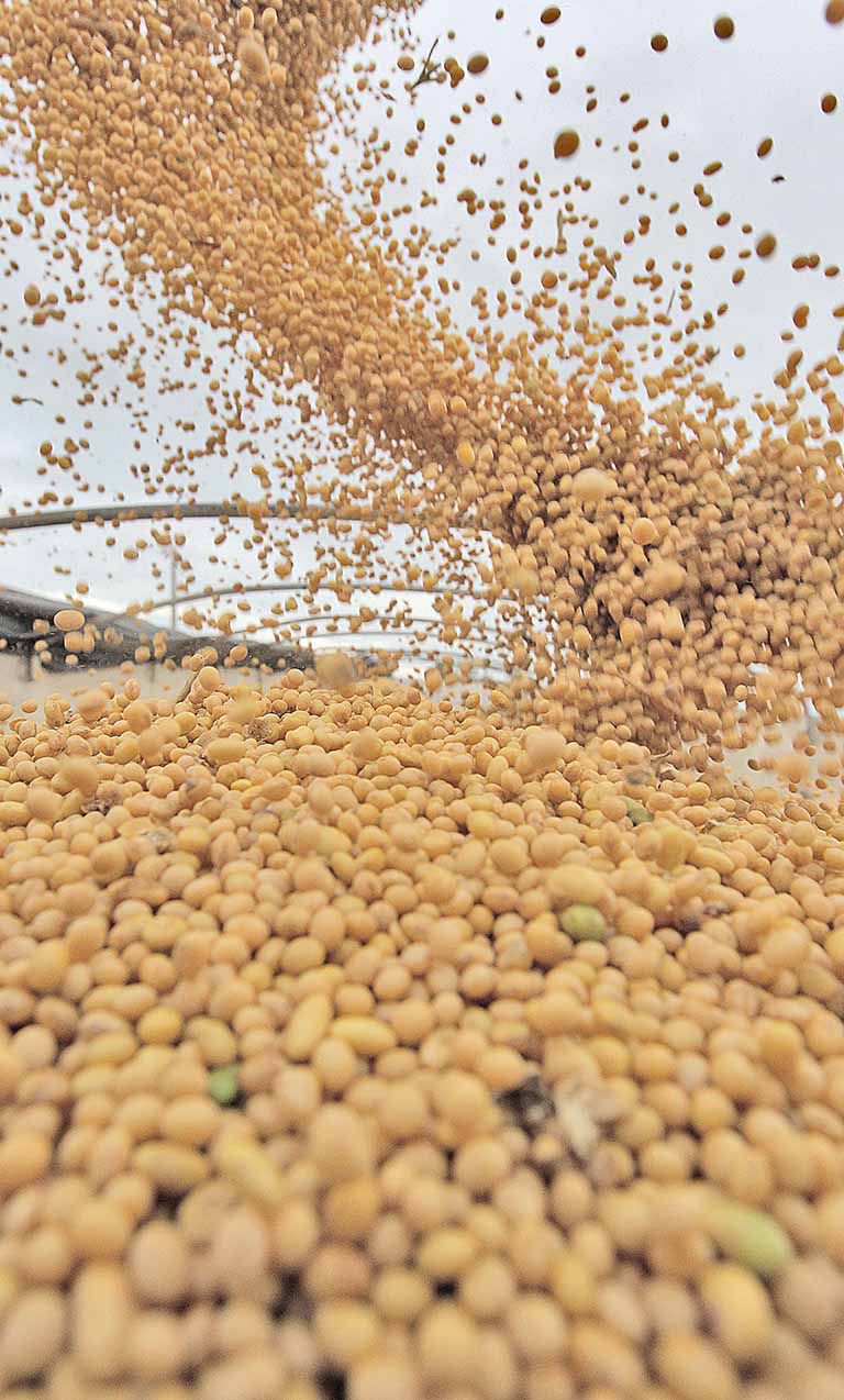 PIB do setor agropecuário deve crescer mesmo com Covid-19