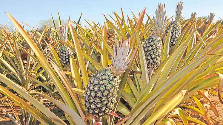 Agricultores retomam produção em Itamarandiba