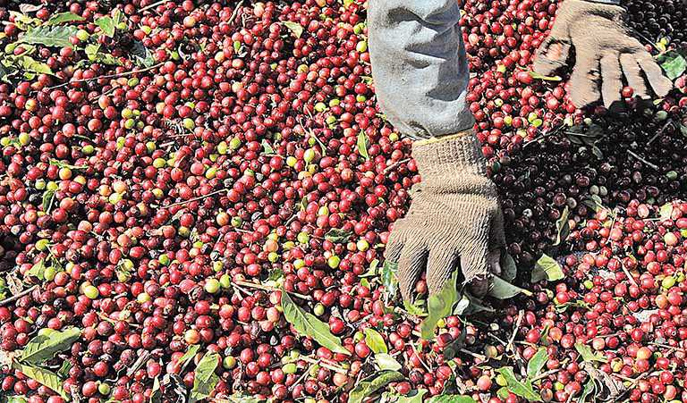 Comexim projeta safra recorde de grão no País para este ano