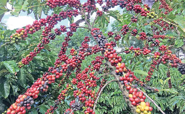 Expocafé já tem data definida para 23ª edição