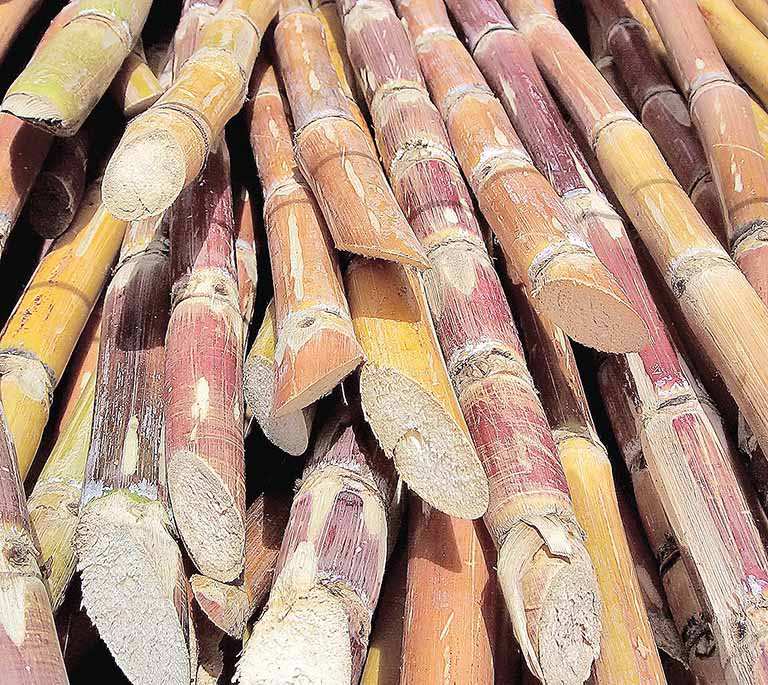 Bagaço da cana-de-açúcar pode se tornar substituto do petróleo na fabricação de plásticos
