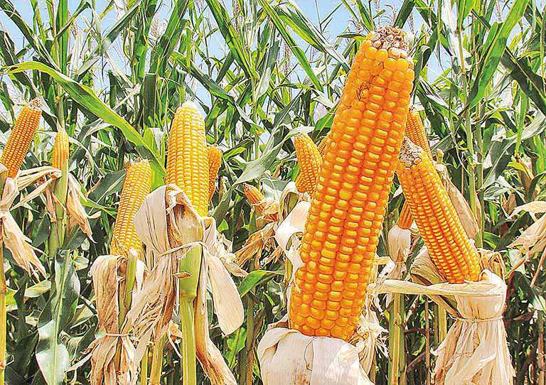 Desembolsos do crédito rural sobem 14% em MG