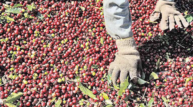 Safra mineira de café pode subir de 25,1% até 39,7%, diz Conab