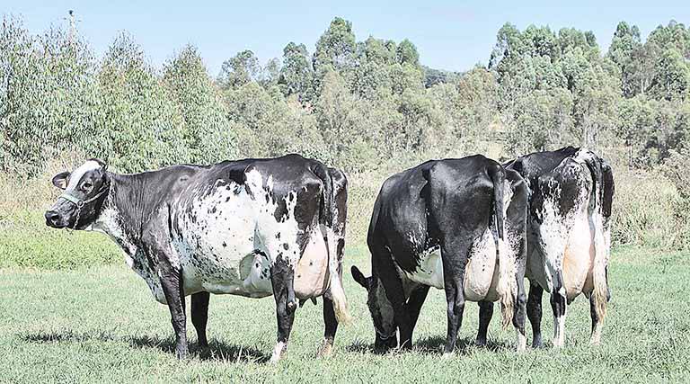 Taxa de prenhez tem espaço para crescer em MG