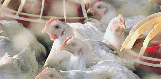 Novo surto de gripe aviária na China leva autoridades a sacrificar quase 18 mil aves