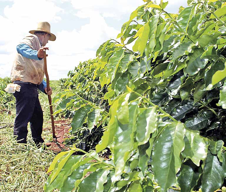 Senado aprova MP que muda regras do crédito rural e cria fundos de garantia