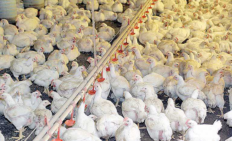 Avicultores sacrificam aves jovens para conter coronavírus