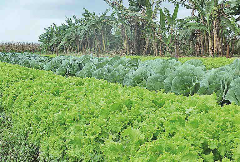 Tragédia de Brumadinho prejudica  produtores de hortaliças da região