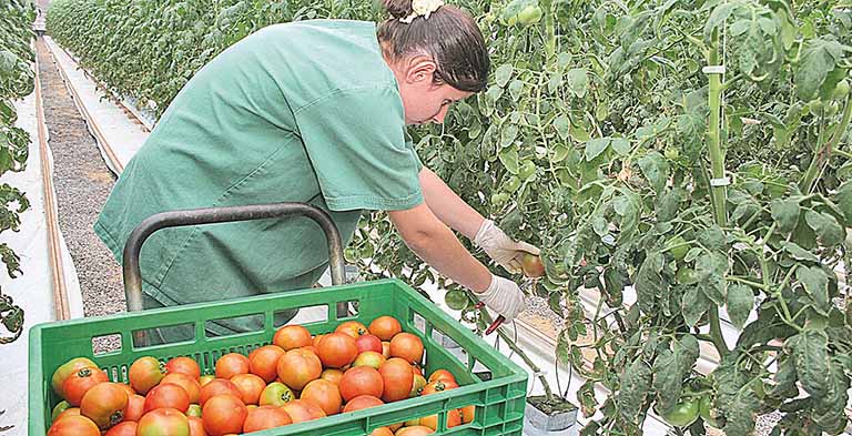 Preços das hortaliças avançam no Brasil após chuvas acima da média
