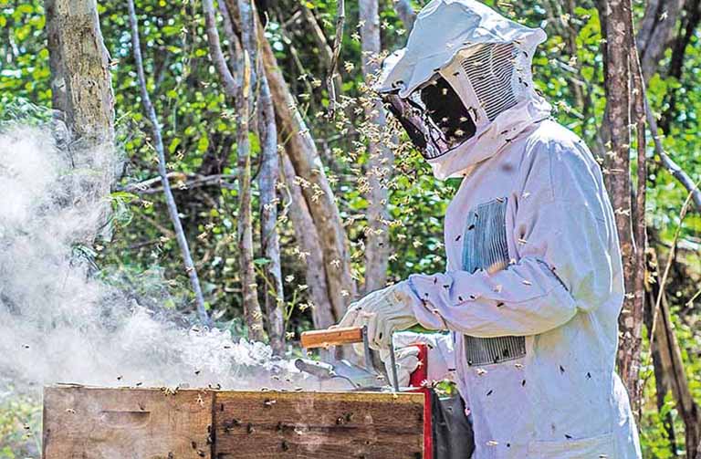 Apicultores mineiros se articulam para proteger a produção de própolis verde