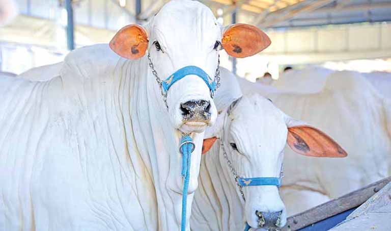 ABCZ cancela edição de 2020 da Expozebu
